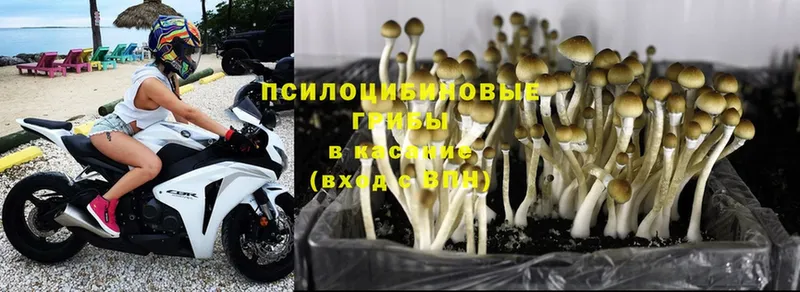 площадка наркотические препараты  Десногорск  Галлюциногенные грибы MAGIC MUSHROOMS 